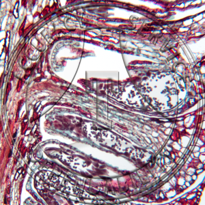 A-245C-1 Pinus edulis Male Prepared Microscope Slide