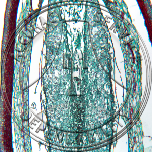 10-6V Pinus Embryo Suspensors Elongating Serial LS Prepared Microscope Slide