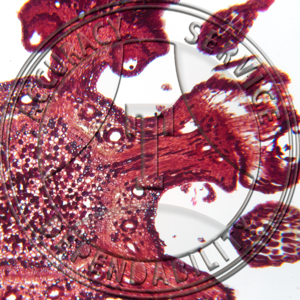 10-6JJX Pinus Female Strobilus LS CS Prepared Microscope Slide 