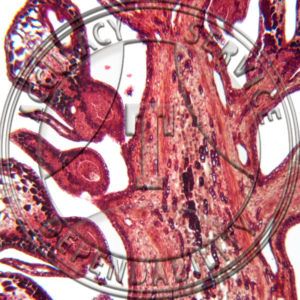 10-6JL Pinus Female Strobilus Median LS Prepared Microscope Slide