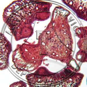 10-6JLX Pinus Female Strobilus Median LS CS Prepared Microscope Slide 