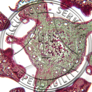 10-6JX Pinus Female Strobiluls Pollintion CS Prepared Microscope Slide 