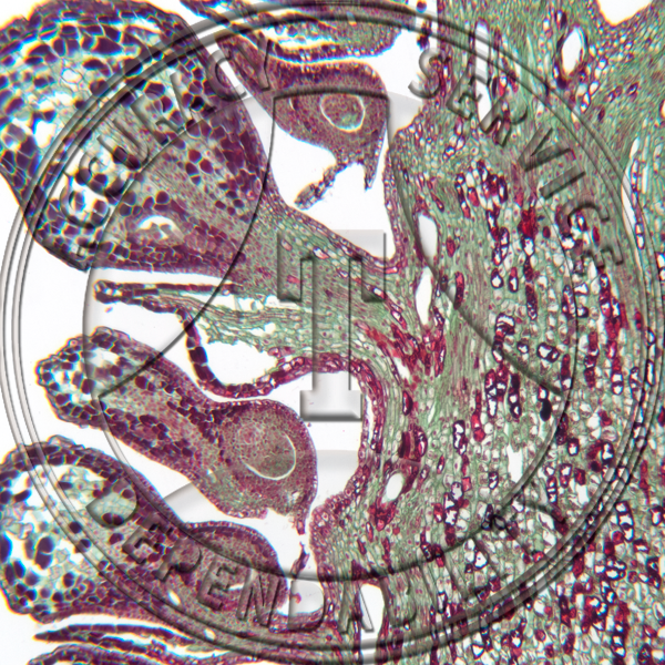 10-6LLL Pinus Female Strobilus After Pollination Non Median LS Prepared Microscope Slide
