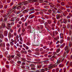 10-6M Pinus Female Strobilus Ovule LS Prepared Microscope Slide