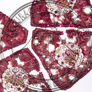 10-6F Pinus Leaf CS 5 Needle Type Prepared Microscope Slide