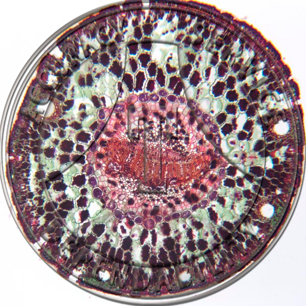 c.s Microscope Slide Pine Two-Needle Leaf