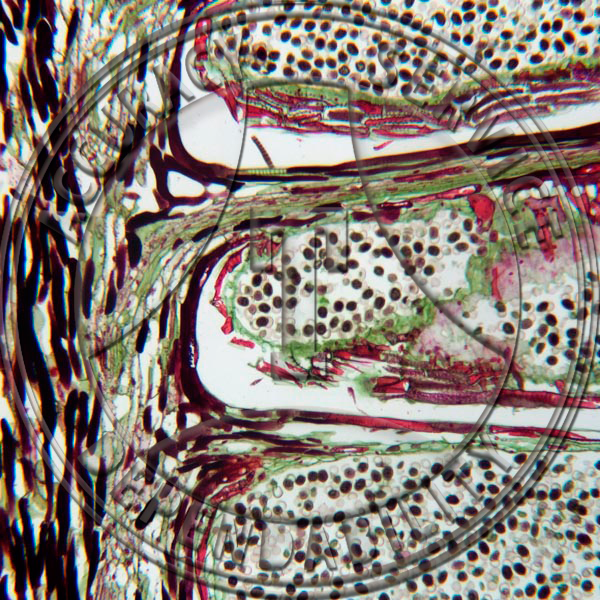 10-6HL Pinus Male Strobilus Median LS Prepared Microscope Slide 
