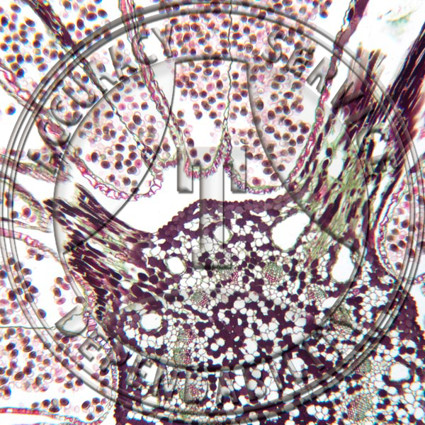 10-6HHX Pinus Male Strobilus Non Median LS CS Prepared Microscope Slide
