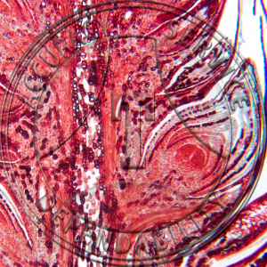 10-6I Pinus Male Strobilus Median LS Prepared Microscope Slide