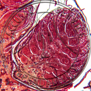 10-6II Pinus Male Cone Cluster Median LS Prepared Microscope Slide