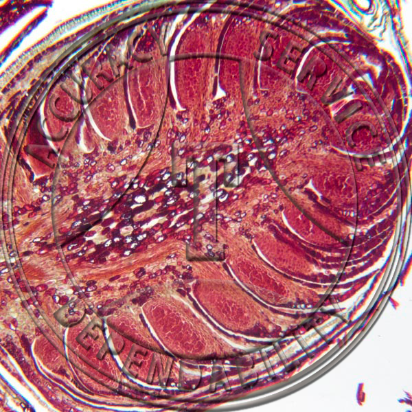 10-6III Pinus Male Cone Cluster Non Median LS Prepared Microscope Slide
