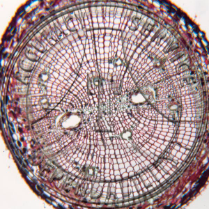 10-6G Pinus Root CS Prepared Microscope Slide