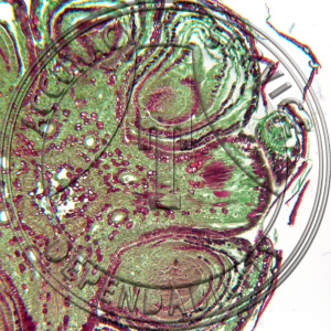 10-6A Pinus Stem Undeveloped Leaves CS Prepared Microscope Slide 