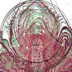 10-6AA Pinus Stem Tip Median LS Prepared Microscope Slide