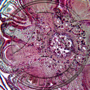 10-6AL Pinus Stem CS LS Prepared Microscope Slide