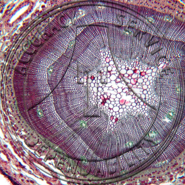 10-6AC Pinus Stem Young Old CS Prepared Microscope Slide OLD