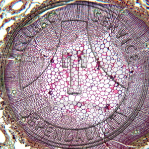 10-6B Pinus Stem One Year CS Prepared Microscope Slide