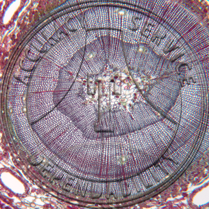 10-6DD Pinus Stem Older CS LS Prepared Microscope Slide