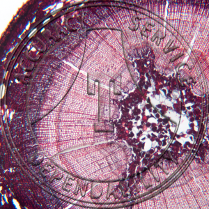 A-246-2 Podocarpus urbanii Older Stem CS Prepared Microscope Slide