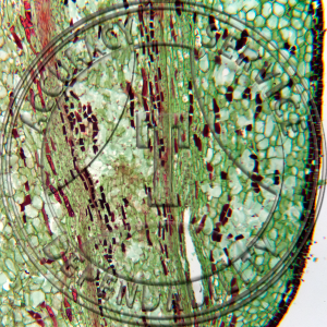 A-246-6 Podocarpus urbanii Female Strobilus LS Prepared Microscope Slide
