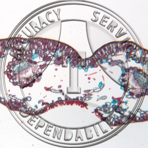 A-247 Sciadopitys verticillate Prepared Microscope Slide 