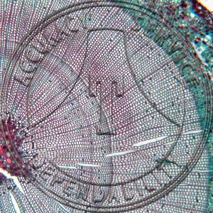A-249A-1 Taxodium distichum Stem CS Prepared Microscope Slide 