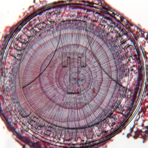 A-250-2 Thuja occidentalis Stem CS Prepared Microscope Slide 