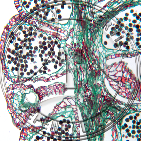A-251-3 Tsugo canadensis Male Strobilus Median LS Prepared Microscope Slide