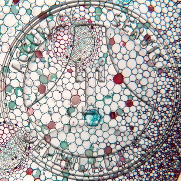 10-2B Cycas revoluta Petiole Prepared Microscope Slide