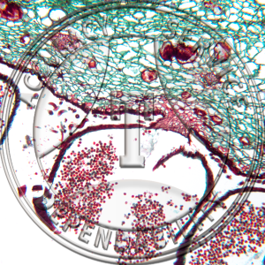 10-2C Cycas revoluta Male Sporophyll Prepared Microscope Slide 