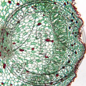 10-2D Cycas revoluta Coralloid Root Prepared Microscope Slide 