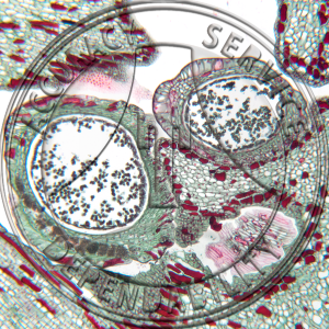 10-8C Zamia floridana Young Male Strobilus CS Prepared Microscope Slide