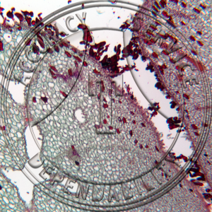 10-8EE Zamia floridana Young Female Cone Ovular Break Prepared Microscope Slide