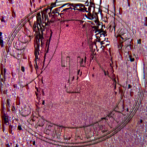 10-8GG Zamia floridana Mature Embryo LS Prepared Microscope Slide 