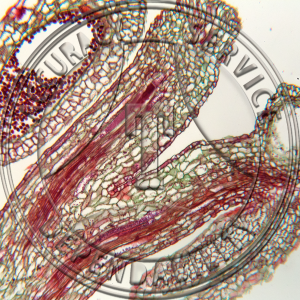 10-4C Ginkgo biloba Median Male Strobilus Prepared Microscope Slide