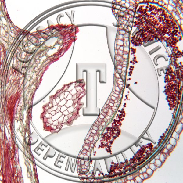 10-4CC Ginkgo biloba Male Strobilus Prepared Microscope Slide