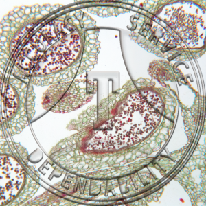10-4D Ginkgo biloba Male Strobilus CS Prepared Microscope Slide