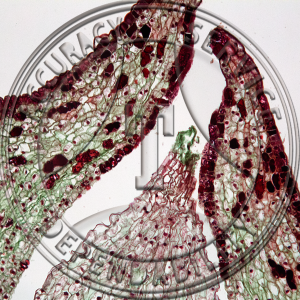 10-4F Ginkgo biloba Ovule Micropyle Prepared Microscope Slide