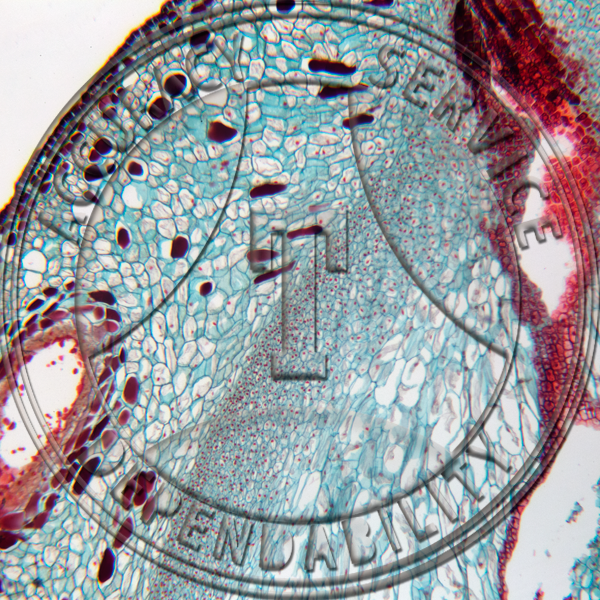10-4H Ginkgo biloba Median Free-Nuclear Ovule Prepared Microscope Slide