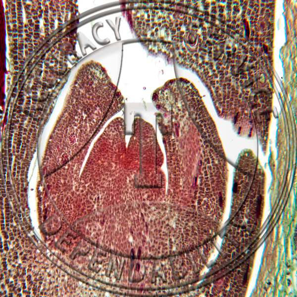 10-4KK Ginkgo biloba Embryo Prepared Microscope Slide