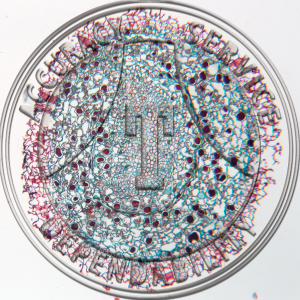 Ginkgo biloba Root Prepared Microscope Slide 10-4N