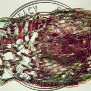 3-92* Fireblight Section Slide Prepared Microscope Slide