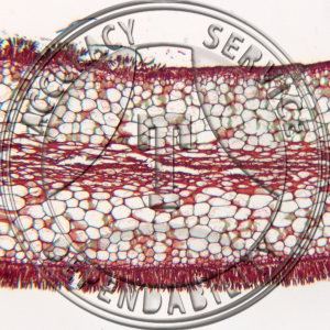 2-54* Laminaria Sporangia Prepared Microscope Slide