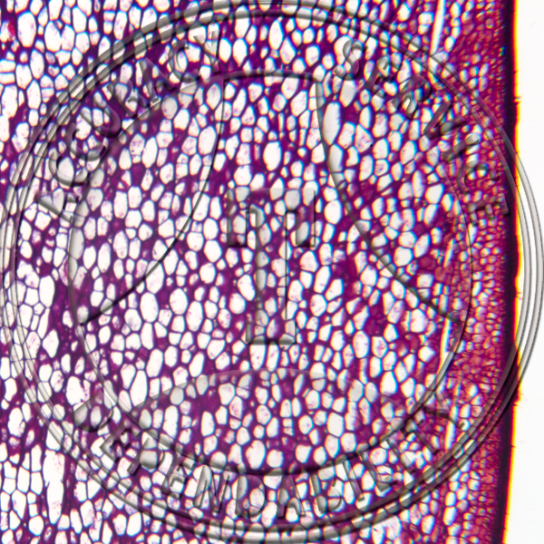 2-56B Macrocystis Stipe LS Prepared Microscope Slide