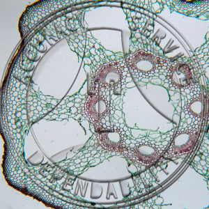 8-2A Equisetum arvense Sterile Stem Prepared Microscope Slide