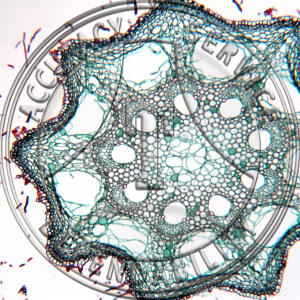 8-2B Equisetum arvense Rhizome Prepared Microscope Slide