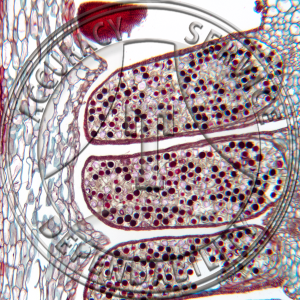 8-2DD Equisetum arvense Median Mature Strobilus Prepared Microscope Slide