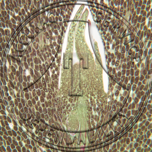 A-225-10 Clubmoss Gemma Prepared Microscope Slide 