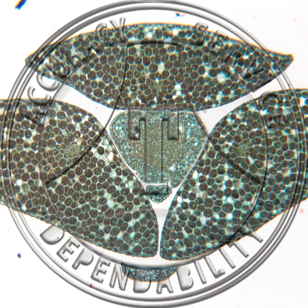A-225-8 Clubmoss Gemma CS Prepared Microscope Slide 