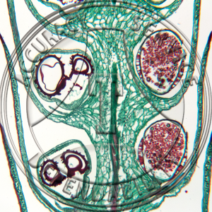 9-4A Ligulate Species Strobilus Attached Megasporangia Prepared Microscope Slide 
